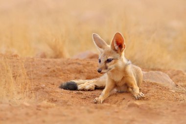 Indian Fox, Vulpes Bengalensis, Ranthambore Ulusal Parkı, Hindistan. Doğal ortamında vahşi bir hayvan. Tilki yuvaya yakın bir yerde. Büyük kulaklı vahşi bir köpek. Hindistan 'da kurak mevsim.
