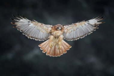 Çayır üzerinde uçan yırtıcı kuş, Kızıl Kuyruklu Şahin, Buteo Jamaicensis, ormana iniyor. Doğadan vahşi yaşam sahnesi.              