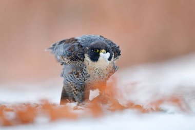 Peregrine Falcon, Almanya 'da kış boyunca karla birlikte karda oturan yırtıcı kuş. Falcon cadısı güvercini öldürdü. Karlı doğadan vahşi yaşam sahnesi.