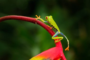Gece ormanlarında güzel bir amfibi, kırmızı çiçek açan Amerika 'dan gelen egzotik bir hayvan. Kırmızı gözlü ağaç kurbağası, Agalychnis callidryas, büyük kırmızı gözlü hayvan, Kosta Rika doğal ortamında.. 