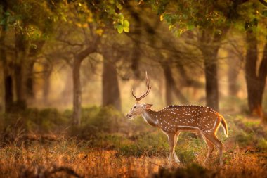 Chital ya da cheetal, Axis ekseni, benekli geyik ya da eksen geyiği doğa habitatında. Güçlü, görkemli yetişkin hayvanlar haykırın. RAnthambore NP 'den Chital geyiği, Hindistan, Asya.