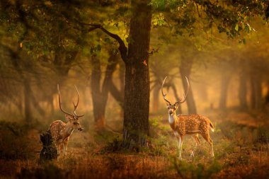 Chital ya da cheetal, Axis ekseni, benekli geyik ya da eksen geyiği doğa habitatında. Güçlü, görkemli yetişkin hayvanlar haykırın. RAnthambore NP 'den Chital geyiği, Hindistan, Asya.