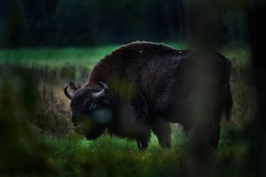 Sonbahar ormanlarında bizon sürüsü, doğada büyük kahverengi hayvanlar, ağaçlarda sarı yapraklar, Bialowieza NP, Polonya. Doğadan vahşi yaşam sahnesi. Büyük kahverengi Avrupalı bizon.