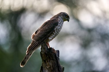 Atmaca, Accipiter Nisus, ormanda yeşil ağaç gövdesi, arka ışık. Doğadan vahşi hayvan sahnesi. Hawk kuşu kış ormanı habitatında, Polonya