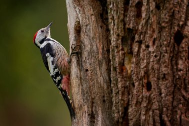 Ortanca Benekli Ağaçkakan, Dendrocoptes medius, Avrupa 'da Polonya' da Bialowieza NP, ormandaki ağaç gövdesinde oturan kırmızı başlıklı siyah beyaz kuş. Doğadaki ağaçkakan..