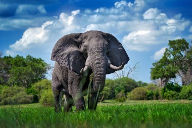 Okavango deltası, vahşi fil. Doğadan vahşi yaşam sahnesi, doğal ortamdaki fil, Moremi, Botswana, Afrika. Yeşil yağmurlu mevsim, bulutlu mavi gökyüzü. Afrika safarisi.                  