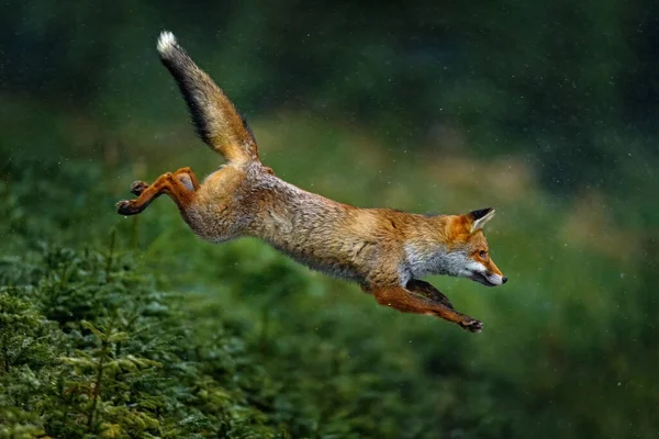 Oranje Vacht Dier Natuur Habitat Vos Groene Bosweide Red Fox — Stockfoto