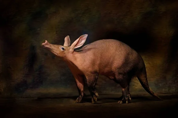 Aardvark Orycteropus Afer Ásó Éjszakai Emlős Őshonos Afrikában Őrült Állat — Stock Fotó