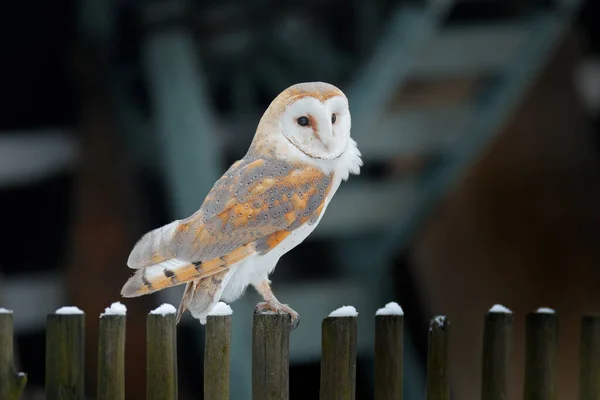 Hibou Des Clochers Assis Sur Une Clôture Bois Devant Chalet — Photo