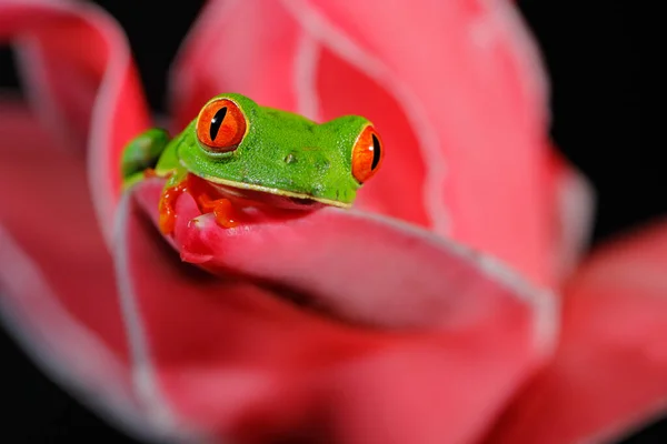 Krásný Obojživelník Nočním Lese Exotické Zvíře Ameriky Červeném Květu Žabák — Stock fotografie