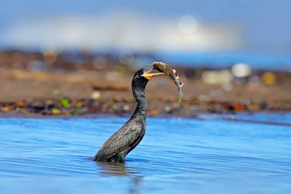 Vogel Vangt Vis Aalscholver Met Vis Donkere Vogel Natuurlijke Habitat — Stockfoto