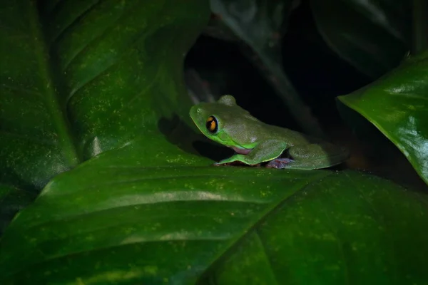Agalychnis Annae Golden Eyed Tree Frog 緑と青のカエルがコスタリカを出発します 熱帯ジャングルからの野生動物のシーン 自然の生息地での森林両生類 暗い背景 — ストック写真