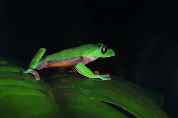 Agalychnis Annae Golden Eyed Tree Frog Green Blue Frog Leave — Stock Photo, Image