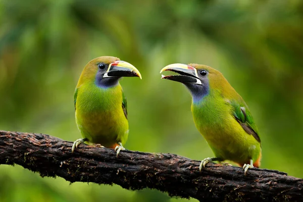 Голубогорлый Toucanet Aulacorhynchus Caeruleogularis Зеленый Тукан Природе Горы Коста Рике — стоковое фото