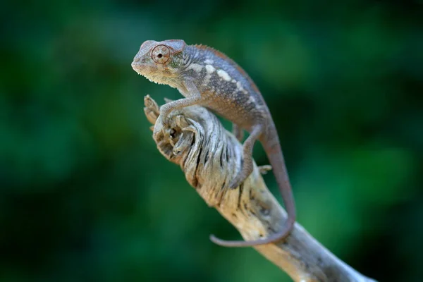 Seduto Sul Ramo Nell Habitat Forestale Esotici Bellissimo Rettile Verde — Foto Stock