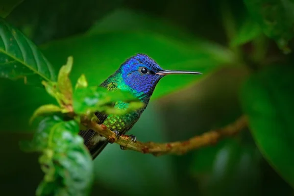 Beija Flor Cabeça Azul Safira Cauda Dourada Chrysuronia Enone Parque — Fotografia de Stock