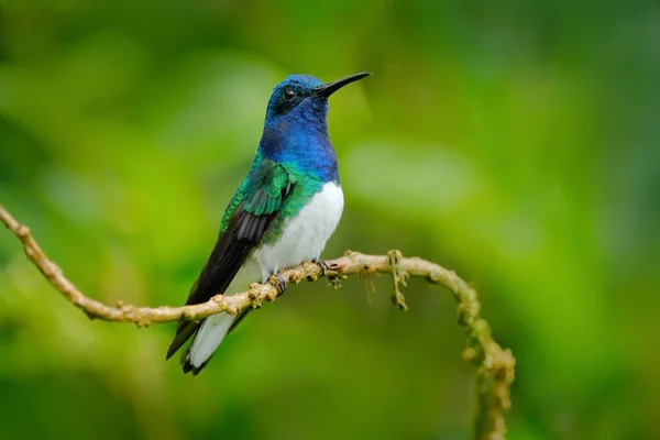 Uccello Bianco Blu Colibrì Giacobino Dal Collo Bianco Florisuga Mellivora — Foto Stock