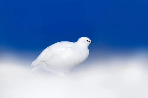 Ptarmigan Blauwe Lucht White Rock Ptarmigan Lagopus Mutus Witte Vogel — Stockfoto