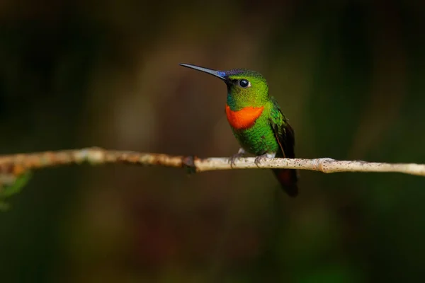 Heliodoxa Aurescens Goulds Jewelfront Colibrí Naranja Verde Sentado Rama Bosque —  Fotos de Stock