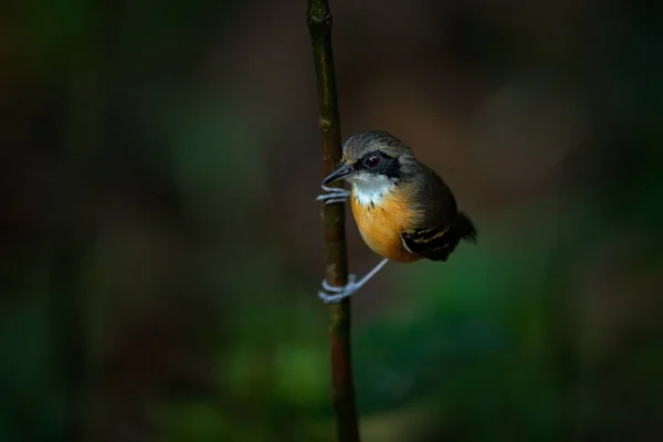 Чернолицый Antbird Myrmoborus Myotherinus Маленькая Редкая Птица Тропических Лесов Amozon — стоковое фото