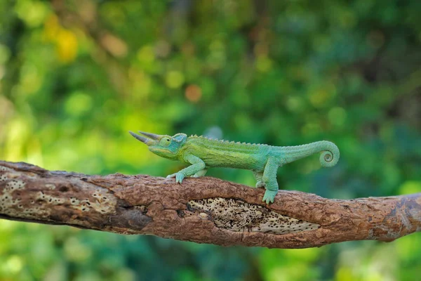 Jackson Chameleon Trioceros Jacksonii Sentado Ramo Habitat Florestal Réptil Verde — Fotografia de Stock