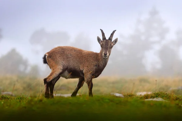 Alpský Ibex Capra Ibex Zelenou Vegetací Trávou Národním Parkem Gran — Stock fotografie
