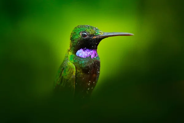 ヘリオドキサSchreibersii 黒の繁栄鮮やかな エクアドルとペルーからのハチドリの詳細な肖像画 光沢のある小さな鳥 緑と紫の急落 エクアドルの熱帯林 野生生物 — ストック写真