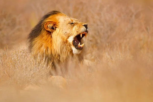 Αφρικανικό Λιοντάρι Μαύρο Λιοντάρι Χαίτης Καλαγκάντι Αφρικανικό Επικίνδυνο Ζώο Panthera — Φωτογραφία Αρχείου