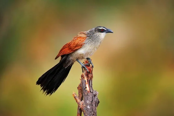 White Broked Coucal 애벌레 뻐꾸기 Lark Heeled Cuckoo 켄트로 Centropus — 스톡 사진