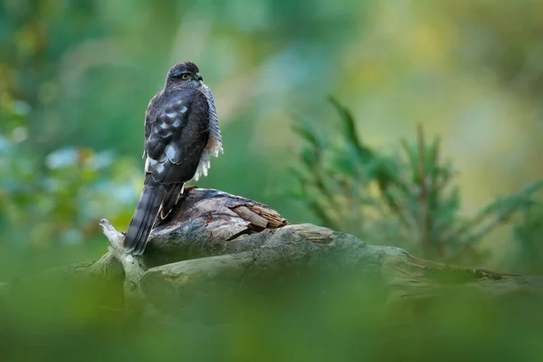 Bela Floresta Com Pássaro Pássaro Rapina Sparrowhawk Eurasiático Accipiter Nisus — Fotografia de Stock