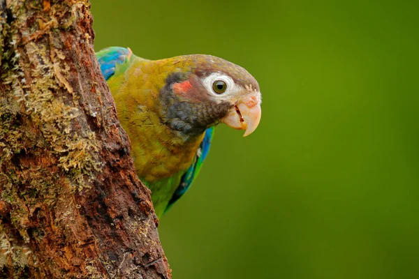 Tropic Bird Brown Hooded Parrot Pionopsitta Haematotis Mexico Green Parrot — Stock Photo, Image