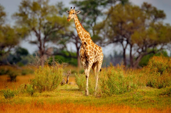 Girafe Forêt Avec Grands Arbres Lumière Soir Coucher Soleil Silhouette — Photo