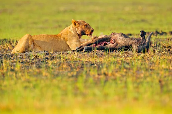 사자는 물소를 죽이고 자연의 피묻은 사항은 아프리카 보츠와 오카방고 삼각주입니다 — 스톡 사진