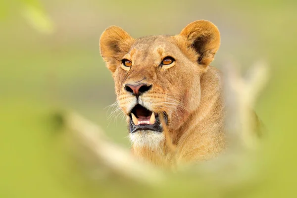 Oroszlán Megöli Bölényt Véres Részlet Természetből Okavango Delta Botswana Afrikában — Stock Fotó