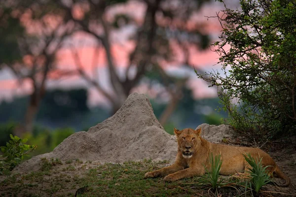 ライオンピンクの夕日 ボツワナのオカバンゴ三角州のシロアリ塚の巣の後ろに隠されたライオン アフリカのサファリ 自然からの野生動物のシーン アフリカの動物 — ストック写真