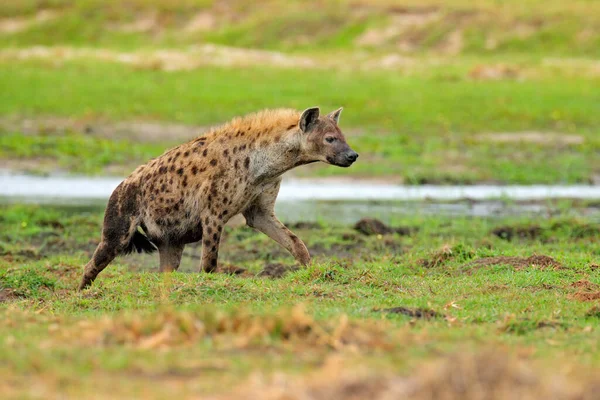 Hyäne Doldengras Gefleckte Hyäne Crocuta Crocuta Wütendes Tier Der Nähe — Stockfoto