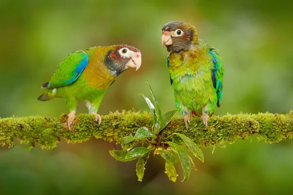 Costa Rica Wildtiere Zwei Papageien Papagei Mit Braunen Kapuzen Pionopsitta — Stockfoto