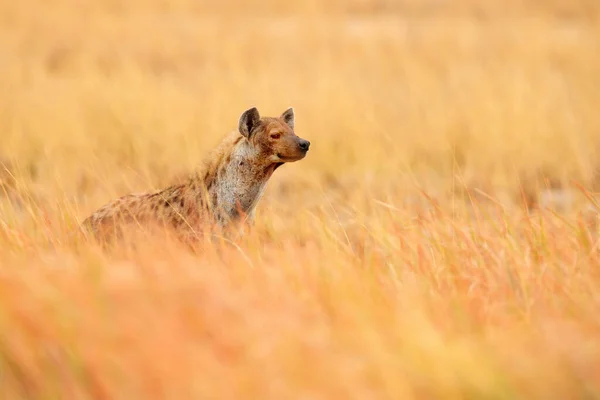 Jonge Hyena Pup Avond Zonsondergang Licht Hyena Doldengras Gespot Hyena — Stockfoto