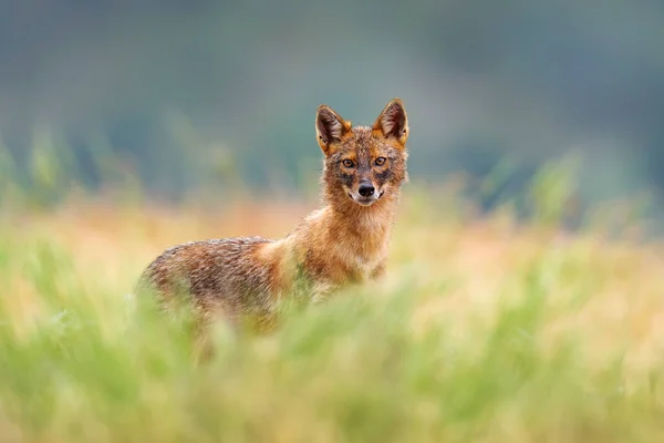 Bulgarije Wilde Dieren Balkan Europa Gouden Jakhals Canis Aureus Voederscene — Stockfoto