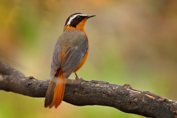 White Browed Robin Chat Cossypha Heuglini Também Conhecido Como Robin — Fotografia de Stock