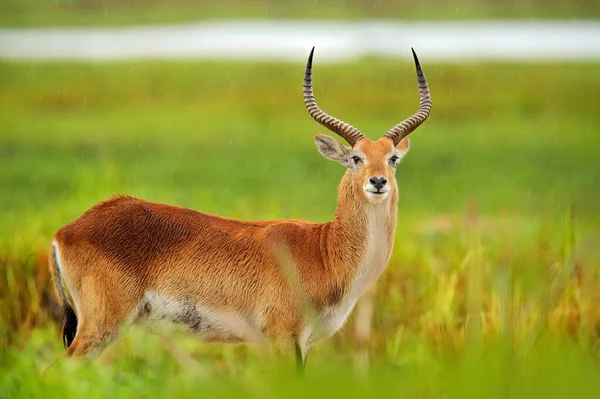 Lechwe Kobus Leche Antelope Golden Grass Wetlands Water Lechve Running — Stock Photo, Image