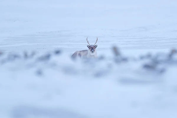 Vilda Renar Rangifer Tarandus Med Massiva Horn Snö Svalbard Norge — Stockfoto