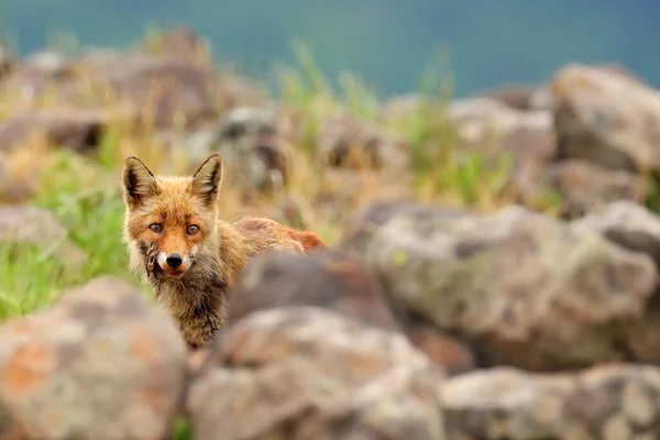 Mangy Muda Foc Rojo Bulgaria Fauna Los Balcanes Zorro Hábitat — Foto de Stock