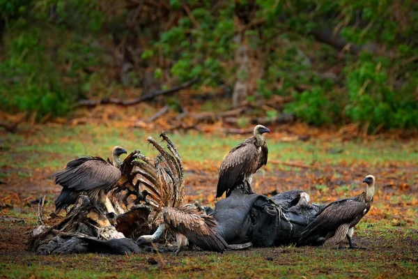 Hippo Carcass Vultures White Backed Vulture Gyps Africanus Nature Habitat — Stock Photo, Image