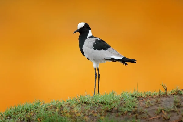 Stilt Alas Negras Himanthopus Himantophus Pájaro Blanco Negro Con Largas — Foto de Stock