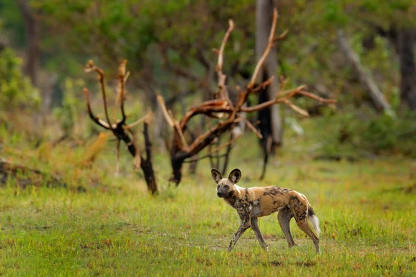 Pintado Perro Caza Safari Africano Escena Vida Salvaje Naturaleza Perro — Foto de Stock