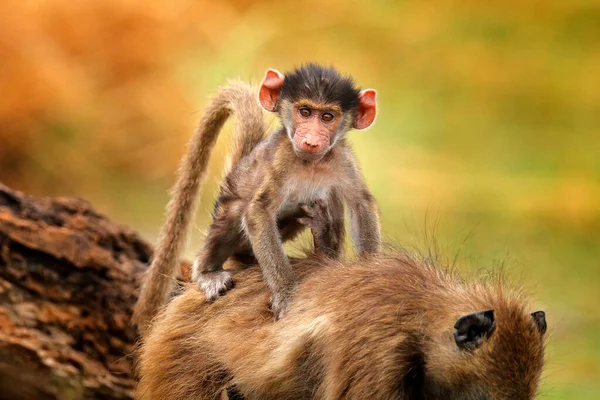 Monkey Young Cub Chacma Baboon Papio Ursinus Monkey Moremi Okavango — Stock Photo, Image
