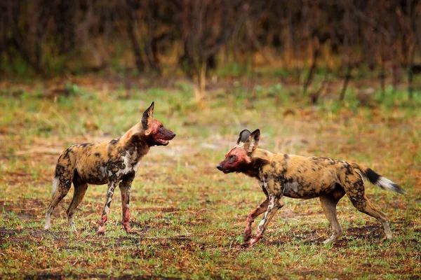 Pintado Perro Caza Safari Africano Escena Vida Salvaje Naturaleza Perro —  Fotos de Stock