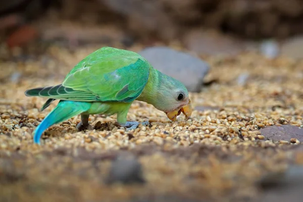 Orange Chinned Tovi Parakeet Brotogeris Jugularis Feeding Corn Ground Green — Stock Photo, Image