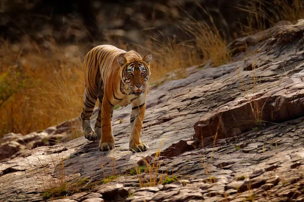 Indischer Tiger Wildtier Der Natur Ranthambore Indien Raubkatze Gefährdetes Tier — Stockfoto